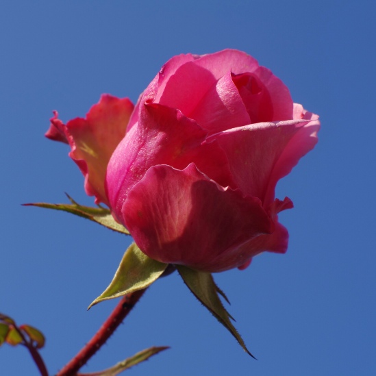 January Rose