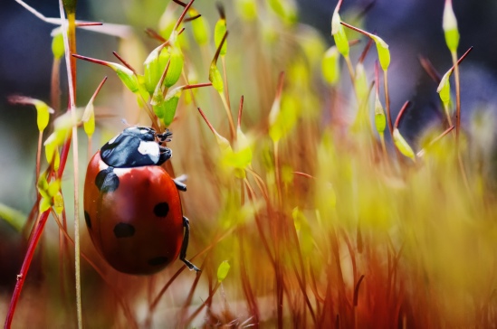 Ladybird by hopetorture Flickr